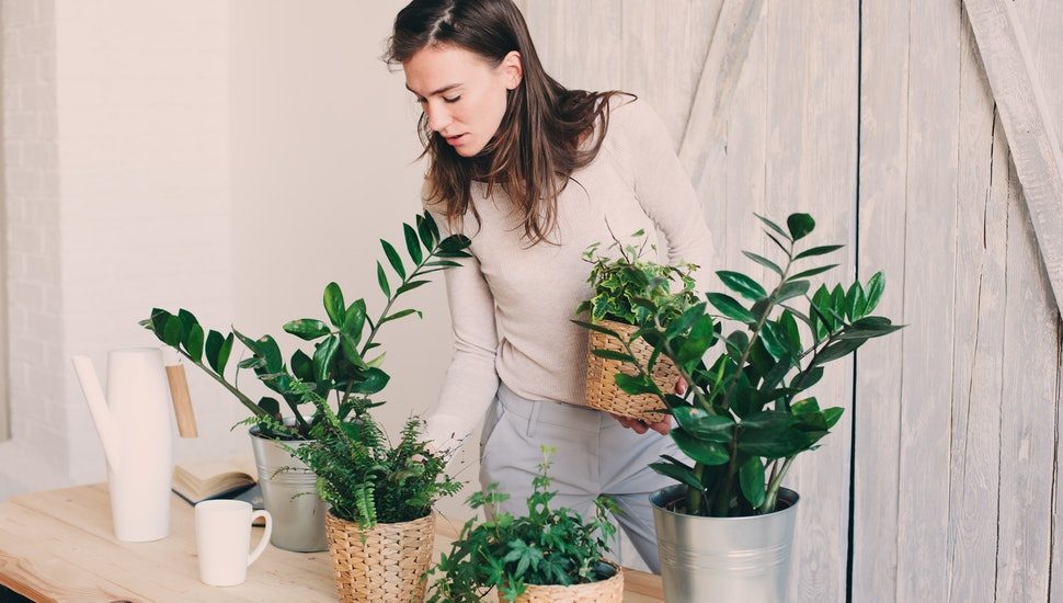 Plants For Allergies
